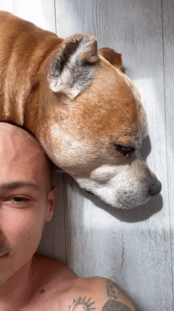 Man and dog share quiet moment on floor in Pleven