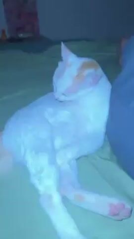 Here's a detailed description of the video:

A white cat with orange markings on its head and tail is seen lying on a green bed. The cat is in a relaxed position, sitting upright with its legs extended to the side. It’s actively grooming itself, licking its inner leg with its pink tongue. A person is visible in the upper right of the frame, sitting next to the cat, wearing gray pants. The room appears to be dimly lit, with a piece of artwork visible on the wall in the background.