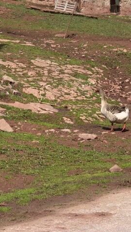 The video shows a goose walking around on a patch of ground covered with grass, red rocks, and some dirt. The goose is mostly gray and white, with an orange beak and orange feet. It walks from right to left in the frame, then turns to face the camera. In the background is a building, some fencing, and a few trees. The sun is shining brightly. Some music is playing in the background.