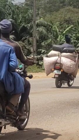 The video captures a dynamic scene on a rural road in Obajana, Nigeria, featuring multiple individuals on motorcycles under bright daylight.

The primary subjects are several men operating or riding as passengers on motorcycles. One man, prominently featured from behind, wears a blue long-sleeved shirt with the number "63" printed in white on the back. He is seen sitting on his motorcycle, which is stationary or moving slowly. Another motorcyclist is seen transporting a substantial load of large, light-colored sacks strapped to the rear of his bike, driving away from the viewer. In various shots, other men on motorcycles are visible, some waiting, others driving past.

The setting is a two-lane road that appears to be a mix of asphalt and unpaved, dusty sections, with a clear dirt shoulder on the right. Lush green vegetation, including what appear to be banana plants and other tropical foliage, lines both sides of the road, suggesting a verdant environment. In the background, glimpses of distant buildings hint at a village or town nearby.

The activity revolves around routine transportation. Motorcycles are seen driving past, slowing down, and briefly stopping, suggesting either a traffic flow or a common waiting point. The atmosphere seems calm, reflecting everyday life.

Notable details include the bright, sunny weather with clear skies, indicated by the strong sunlight and defined shadows. A visible license plate on one motorcycle reads "FG 397 RM". No explicit emotions are discernible from the individuals, who appear focused on their travel or waiting. The scene provides a glimpse into local transport and daily life in Obajana, Nigeria.