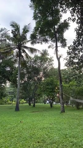 A video shows a serene landscape with lush green grass and tall trees, including a prominent palm tree on the left and a tall, slender tree on the right. The sky above is overcast with a hint of sunlight breaking through. In the background, a hammock is visible, suggesting a peaceful, outdoor setting. The trees are full of leaves, and the overall impression is one of natural beauty and tranquility.