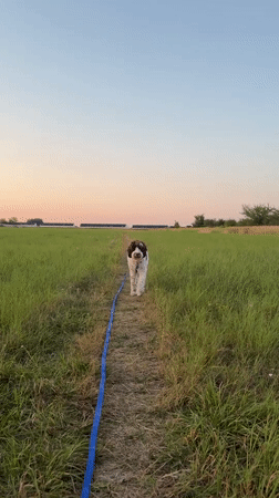 Evening dog walk across Wrocław fields at sunset
