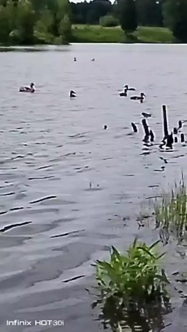 A body of water with several ducks swimming. The water is slightly rippled. In the foreground, there is some green vegetation growing near the edge of the water. In the background, there is a treeline and a clear sky. A small bird is perched on a stick in the water. The video is marked with "Infinix HOT 30i".