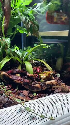 The video displays a close-up view of a terrarium filled with lush green plants. A piece of gnarled wood is prominent in the foreground, partially covered with dark brown mulch. Various plant species, including some with large, perforated leaves and others with smaller, trailing vines, are visible. The terrarium appears to be enclosed in glass, and a white, perforated grate is positioned along the bottom edge of the frame. In the background, a reflection on the glass reveals what looks like a yellow toy or decoration. The lighting suggests an indoor environment, possibly artificial. There are no people or animals visible in the frame.