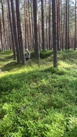 A child wearing a light blue cap and a gray long-sleeved shirt is in a forest. The child is bent over, looking at the ground, near the base of a large tree. The forest floor is covered with green foliage and moss. Sunlight filters through the tall pine trees, creating patches of light and shadow. A blue bucket is visible near the child. The child appears to be searching for something on the ground.