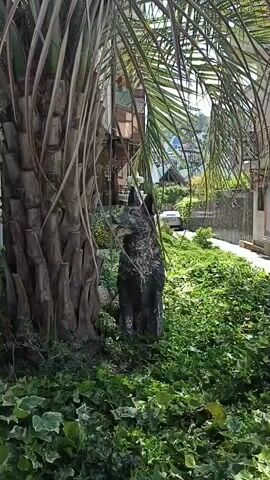 The video shows a statue of a dog in a garden next to a palm tree. The dog statue is dark colored and appears to be made of stone or concrete. It is sitting upright with its mouth open. Behind the dog, there is a white building with a fountain. The garden is full of green plants and ivy. The video is shot from a slightly low angle, looking up at the dog statue. There are no people visible in the video. The lighting suggests it is daytime.