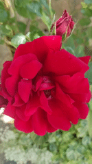 Garden flowers and fruit documented in bloom across locations