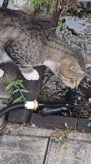 Tabby cat drinks from a garden hose in an Izmail backyard