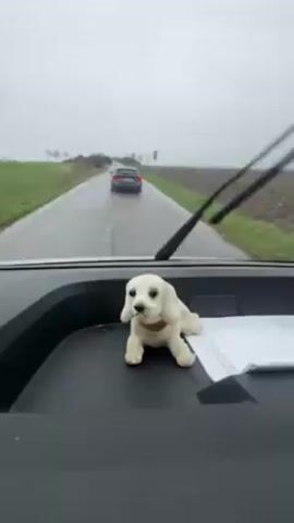 A car is driving down a narrow road with fields on either side. It is raining. The car is following a dark-colored SUV, and another car is approaching from further in the distance.  On the car's dashboard, there is a small decorative puppy figurine and some papers. The windshield wipers are on.