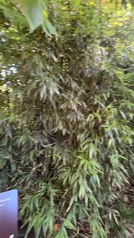 The video shows a winding stone path through a lush, green garden. The path is made of flat, irregularly shaped stones and is surrounded by dense foliage, including bamboo and trees with green leaves. Sunlight filters through the canopy, creating dappled light on the path and surrounding vegetation. The camera appears to be moving forward along the path, offering a dynamic view of the garden environment. The scene is peaceful and natural, suggesting a tranquil outdoor setting, possibly a park or a well-maintained private garden. There are no people or animals visible in the video.