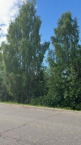 This is a video taken from a low-angle perspective, possibly from a moving vehicle, showing a roadside scene in Moshenskoe, Russia. The primary subjects are tall, leafy trees, primarily birch trees, lining a paved road. The road itself is gray asphalt with some visible cracks and a concrete curb. Beyond the curb, there's a strip of green grass and then the dense foliage of the trees. The sky above is blue with scattered white, puffy clouds, suggesting fair weather and possibly late morning or early afternoon. The overall mood is serene and natural, emphasizing the lush greenery and the open sky. There are no people or specific objects other than the natural elements and the road infrastructure. The video captures a moment of travel through a verdant, possibly rural or semi-rural, environment.