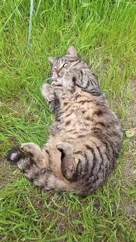 A tabby cat is lying on its back in the grass, rolling around. The cat has a striped pattern of brown, black, and gray fur. Its belly is exposed, and its paws are curled up. The grass is green and appears to be freshly cut or naturally short. The setting is outdoors, with soft, natural light suggesting daytime. The cat appears relaxed and playful, enjoying the sensation of rolling in the grass. No text is visible in the media.