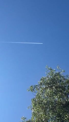 A bright blue sky is partially obscured by the leafy top of a green tree in the lower right of the frame. A long, thin contrail is left by an airplane high in the sky, stretching horizontally across the center of the frame. Two people are heard talking in the background.