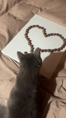 Gray cat disrupts heart-shaped chocolate candy arrangement in Russia