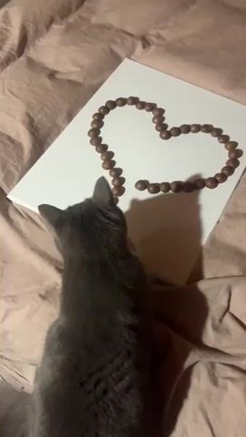 The video shows a gray cat sniffing a heart-shaped arrangement of brown, round objects on a white canvas. The canvas sits on a crumpled, light brown fabric. The cat dislodges two of the objects from the arrangement, then leaves the frame.