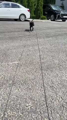A black puppy walks on a leash on a paved surface, likely a sidewalk or driveway. The puppy is seen from various angles, including a close-up of its face and a top-down view. In the background, a white car and a black car are parked. The environment appears to be outdoors on a sunny day, with shadows visible on the ground.