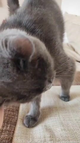 A close-up shot shows a gray cat bending its head down towards a person's hand. The cat's ears are visible, and its fur is gray. The hand, adorned with a ring on one finger, gently pets the cat. The background appears to be an indoor setting with furniture covered by a light-colored fabric. The interaction seems to be one of affection and petting.