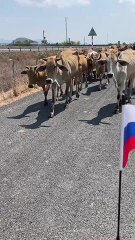 A herd of brown and white cows walks down an asphalt road on a sunny day. The cows are mostly light brown with some white and darker brown cows in the mix. Some appear skinny. A road with a bridge and light poles runs parallel to the herd in the background. In the foreground to the right, a pole with a Russian flag is visible. The sky is blue with some white clouds.