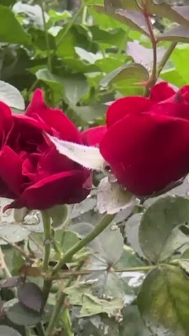This is a close-up, static shot of two deep red roses in bloom. The roses are the primary subjects, with their velvety petals slightly damp, suggesting recent rain or dew. The background is a blur of lush green foliage, indicating an outdoor garden setting. The lighting is soft and diffused, hinting at an overcast day or a shaded area. The focus is sharp on the roses, highlighting their delicate texture and rich color. There is no visible text in the image. The scene evokes a sense of natural beauty and tranquility.