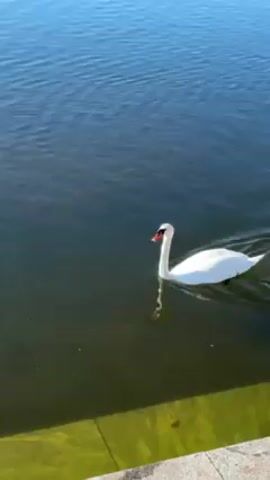 The video shows a white swan swimming on a body of water. The water is dark with hints of green. The swan is in the center of the frame, moving slightly to the right. Part of a concrete structure, possibly a wall or ledge, is visible in the bottom of the frame, with some green algae or moss growing on it. The sky is light blue.