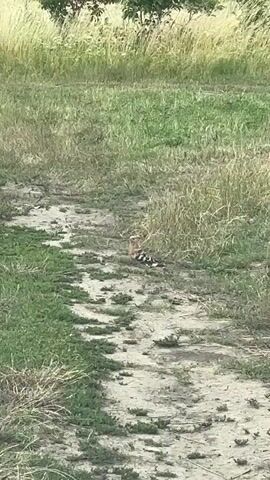 A medium shot shows a bird standing in a dirt path. The bird is facing left and appears to have a crest. It has brown and white striped wings and a speckled brown body. The bird is surrounded by tall green grass and some dry, yellowing grass. There are trees in the background.