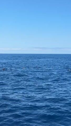 The video shows a distant pod of dolphins swimming in the ocean. The camera is on a boat and the dolphins are scattered across the water. The sky is clear and blue. There is a small layer of clouds on the horizon.