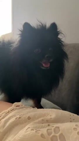 A black Pomeranian dog with fluffy fur stands on a light-colored textured fabric, possibly a bed or couch, in front of a gray upholstered surface. The dog's mouth is slightly open, revealing its tongue, and its eyes are wide and looking directly at the camera. The dog's fur is dark, and its ears are perked up. The background is blurred, but suggests an indoor setting with soft lighting. A person's hand briefly enters the frame from the right and moves away, appearing to interact with the dog or the camera. The overall scene is casual and domestic.