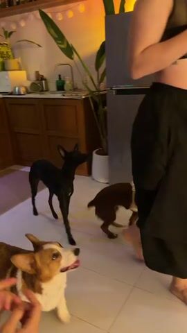 In a bright, indoor setting that appears to be a living room in Chang Phueak, Thailand, three dogs are the primary subjects of attention. The dogs, two of which are small and appear to be a black whippet-like breed and a brown breed, along with a larger corgi, are gathered around a woman. The woman, dressed in a black crop top and black culottes, is standing and looking down at the dogs. Her expression suggests engagement, possibly amusement or anticipation, as she makes a gesture with her hands near her chest.

The dogs are all looking up at the woman, with two in a sitting position and one standing. The scene is well-lit, suggesting it is daytime, though the interior lighting also plays a role. In the background, a large stainless steel refrigerator is visible, along with a wooden table with items on it, including what looks like a plant in a white pot. Further back, a sofa and other furniture, including large green beanbag chairs, are present, indicating a comfortable living space. Curtains hang behind the woman, adding to the domestic atmosphere.

The activity appears to be a moment of interaction between the woman and her dogs, perhaps during a training session or a playful moment. The dogs’ focused attention on the woman indicates they are responding to her cues. The overall mood is relaxed and domestic. No visible text is present in the frame.