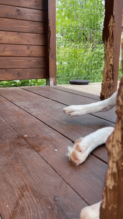 Lazy summer morning with kids, pets, and snacks in Noviy
