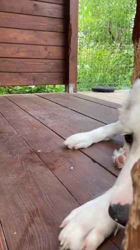 Lazy summer morning with kids, pets, and snacks in Noviy