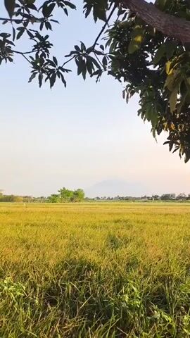 A vertical video captures a peaceful rural landscape. The foreground is dominated by tall, green grass, some of which is yellowed and appears dry. Overhead, the branches of a tree with dark green leaves frame the top of the shot, with sunlight filtering through them. In the mid-ground, a vast, golden-yellow field stretches out, likely rice paddies. The field is bathed in the warm light of what appears to be sunset or sunrise, casting a golden hue over the landscape. In the distance, a faint, light-colored mountain or hill is visible against a pale sky. A few scattered trees and buildings are visible on the horizon line, suggesting a small settlement. The overall atmosphere is serene and tranquil, with no people or discernible actions taking place. The video is static, with no movement except for a very subtle sway of the tree branches and grass, possibly due to a gentle breeze.