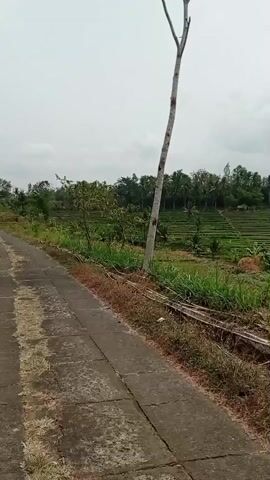 A drone or camera is moving forward at eye level along a paved path with concrete slabs. To the right of the path, there is dry grass and some bamboo poles. Further to the right, there are terraced rice fields with green crops and some palm trees scattered throughout. The sky is overcast. A tall, thin tree trunk stands near the path.