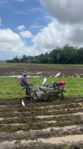 The video shows a person wearing a purple shirt and hat operating a small tiller in a muddy field. The tiller is red and grey, and it is churning up the mud as it moves. The field is mostly brown mud and some green grass. There is a large flock of white birds spread throughout the field, some flying and some standing still. The sky is cloudy with patches of blue. In the background, there is a line of trees.