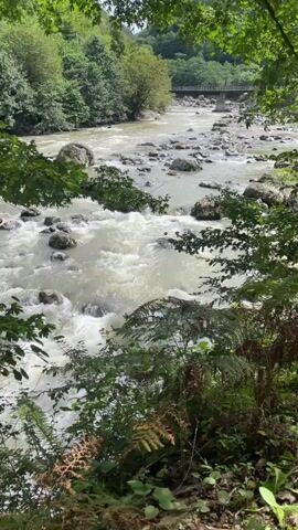 A fast-flowing river, filled with white water and rocks, winds through a lush green forest. A bridge can be seen in the distance, spanning the river. Trees and foliage frame the scene, with ferns and leaves in the foreground. The lighting suggests it is daytime, with dappled sunlight filtering through the leaves.