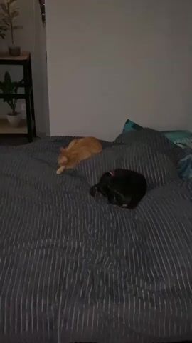 A ginger cat is lying on a bed with a black dog. The dog is curled up in a ball. The bed has a striped comforter. There are plants on a shelf in the background.
