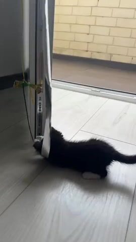 A small black kitten with white paws plays with a dangling piece of white paper attached to a decorative object. The kitten is on a light-colored wooden floor. In the background, a glass door or window shows a brick wall outside. The scene appears to be indoors, likely in a home, with daylight filtering in. The kitten's playful engagement with the paper suggests a curious and energetic mood. There is no visible text in the video.