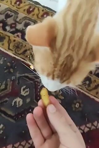 In a close-up shot, an orange and white cat is being hand-fed a treat, possibly a piece of food like a cheese puff. The cat's head is lowered, and its mouth is close to the treat held between the fingers of a person's hand. The cat's whiskers are prominent, and its ears are perked. The scene appears to be indoors, with a patterned rug visible in the background. The rug has a dark base with intricate designs in red, yellow, and white. A few small crumbs or pieces of the treat are scattered on the rug near the cat. The lighting suggests daytime, but no specific time can be determined. The overall mood is one of gentle interaction and feeding between the person and the cat. No visible text is present in the media file. The location context of Ucrainca, Moldova is provided but not visually discernible from the image itself.