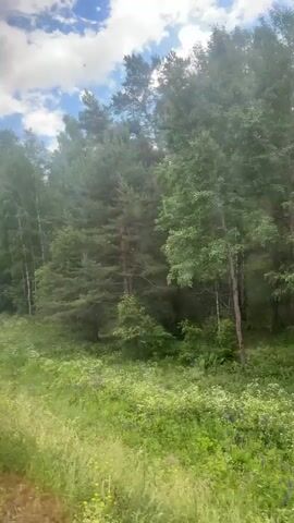 The video shows a dense forest with a variety of trees, including birch and pine. The foreground is a field of green grass and wildflowers, with some purple and yellow blooms visible. Sunlight filters through the trees, creating a dappled effect. The sky above is blue with white clouds. The perspective suggests the video was taken from a moving vehicle, likely a train or car, due to the slight blur and the way the scenery drifts by.