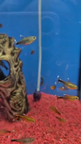 The video shows a school of small, colorful fish swimming in a clear aquarium. The aquarium has red gravel on the bottom and a large, decorative rock formation on the left side. The background of the aquarium is a solid blue color. The fish are a mixture of yellow and orange, with some appearing to be translucent. They are swimming in various directions and at different depths within the aquarium. The camera is positioned at eye level with the aquarium, giving the viewer a close-up view of the fish and their environment.