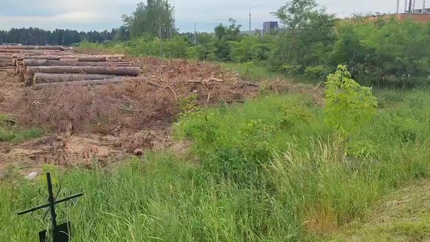 The video shows a landscape with a cleared area where trees have been cut down and logs are stacked. There is a small metal cross in the foreground, indicating a burial site or memorial. The ground is uneven, with debris from the logging operation scattered around. In the background, there is a forest and some buildings. The sky is overcast.