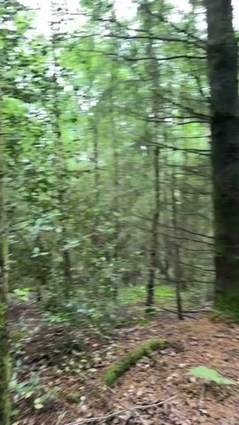 The video shows a dense forest scene. Tall trees with green foliage dominate the frame, with some tree trunks covered in moss. The ground is covered with fallen leaves, moss, and ferns. A dirt path is visible on the right side of the frame, leading deeper into the woodland. The camera pans slowly from left to right, revealing more of the forest interior and the path. The lighting suggests an overcast day, providing a soft, diffused light across the scene. No people or animals are visible, and there is no discernible text. The overall atmosphere is one of tranquility and natural beauty.