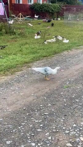 A white duck with gray markings walks on a gravel path. In the background, a group of ducks, some black and white, are gathered on a grassy area in front of a wooden fence and a brick building. A car is parked on the grass to the right of the building. The environment appears to be rural.