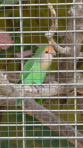 A small green and peach colored bird is perched on a branch inside a cage. The bird faces left and appears to be nibbling on something with its beak. The cage bars are visible in the foreground. A painted backdrop of flowers is visible behind the bird.