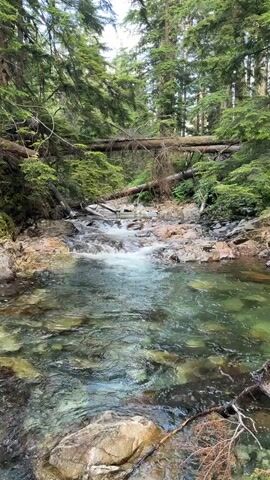 A slow-motion video shows a clear stream flowing through a forest. The water is shallow and filled with rocks of various sizes. Trees with green foliage line the banks of the stream, and fallen logs can be seen spanning the water in the distance. The sunlight filters through the trees, creating dappled light on the water's surface. The video begins with a wide shot of the stream and then zooms in on the water and the surrounding rocks.