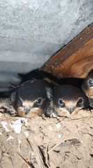 Newborn calf and swallow chicks in a rustic farm barn