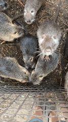 Cat and nutria share a scrappy outdoor space
