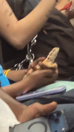 Person holds spiky lizard in New York encounter