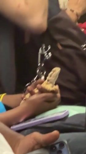 Person holds spiky lizard in New York encounter