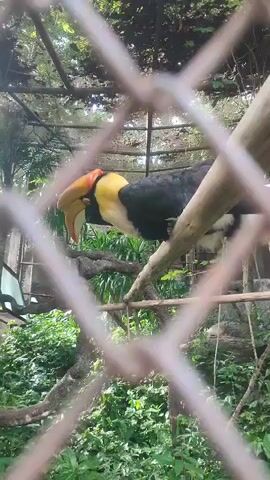 The video shows a hornbill perched on a branch inside a cage. The bird has a large, yellow beak, a black back, and a white neck. The cage is surrounded by lush greenery. The camera is focused on the bird through the cage wire.