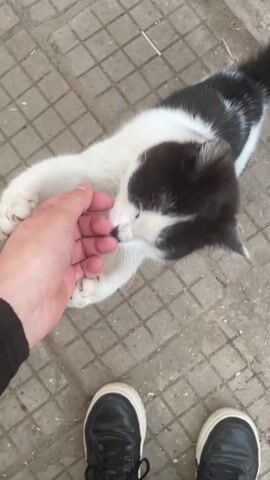The video shows a person holding a small black and white cat. The cat is standing on grey paving stones. The person is wearing black shoes and a black sleeve. The person's hand is holding the cat around its neck, and the cat is resisting.